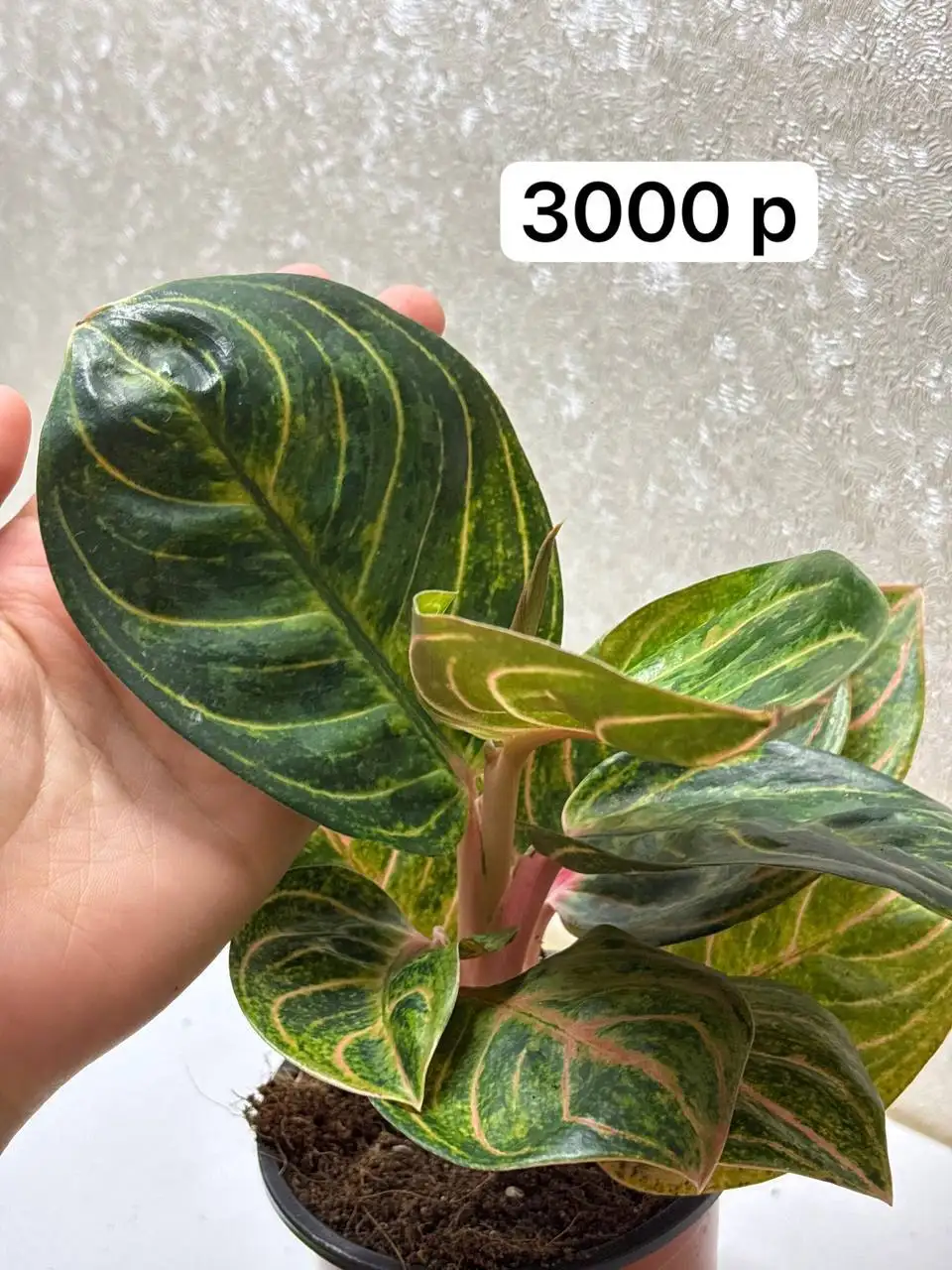 Продам комнатные растения Стрелиция Регина - Комнатные растения (Хобби и отдых) в Нефтеюганск