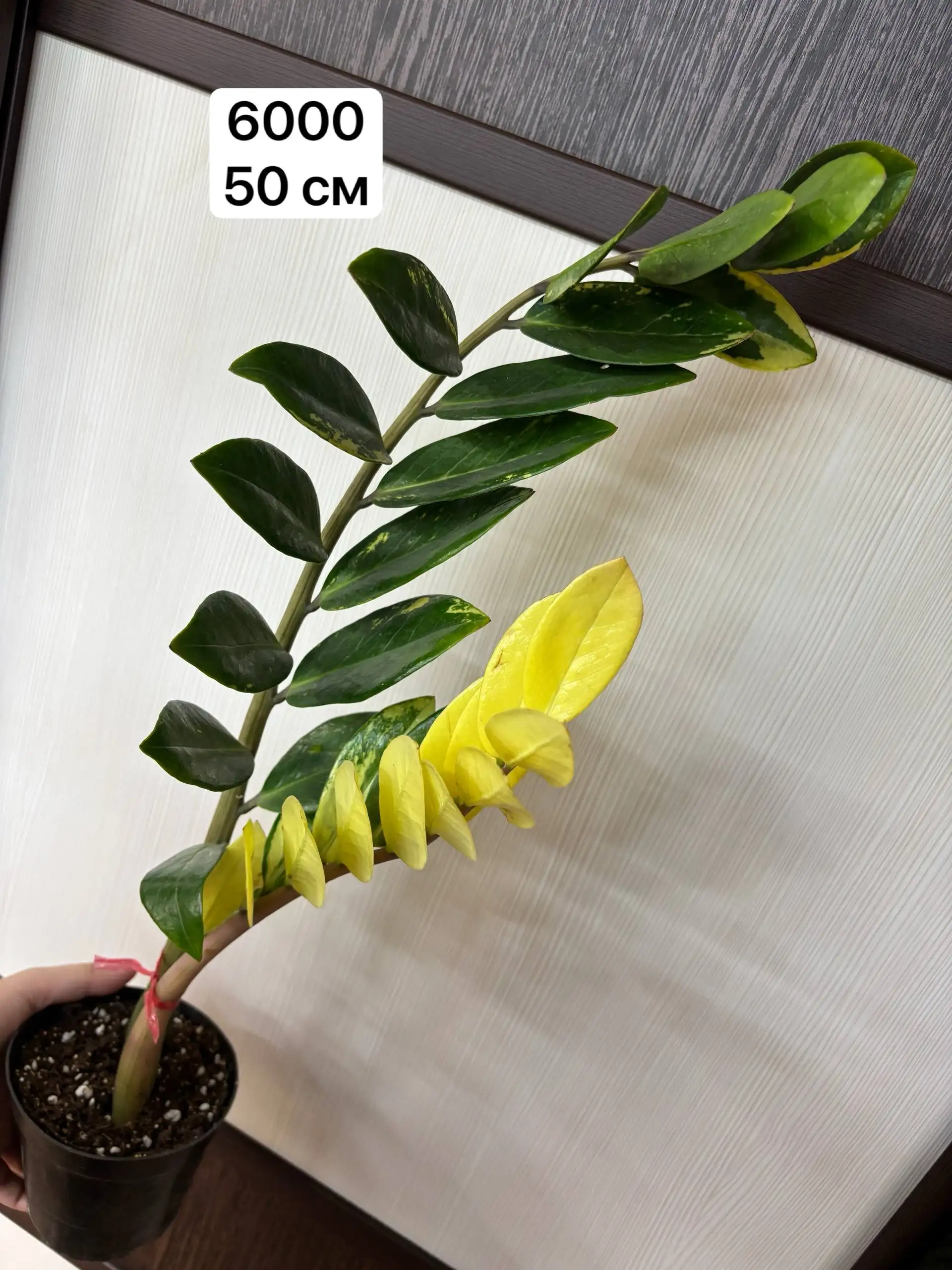 Продам комнатные растения Стрелиция Регина - Комнатные растения (Хобби и отдых) в Нефтеюганск