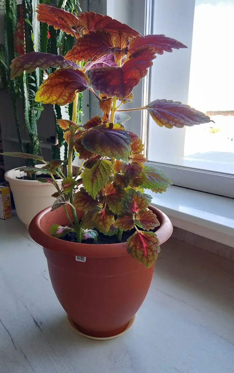 Продам колеус с горшком - Растения (Хобби и отдых) в Сургут