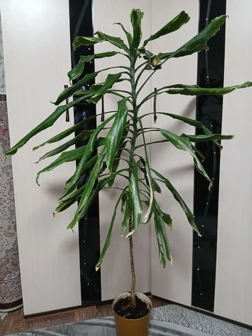 Продажа драцены - Лодки и водный транспорт в Сургут