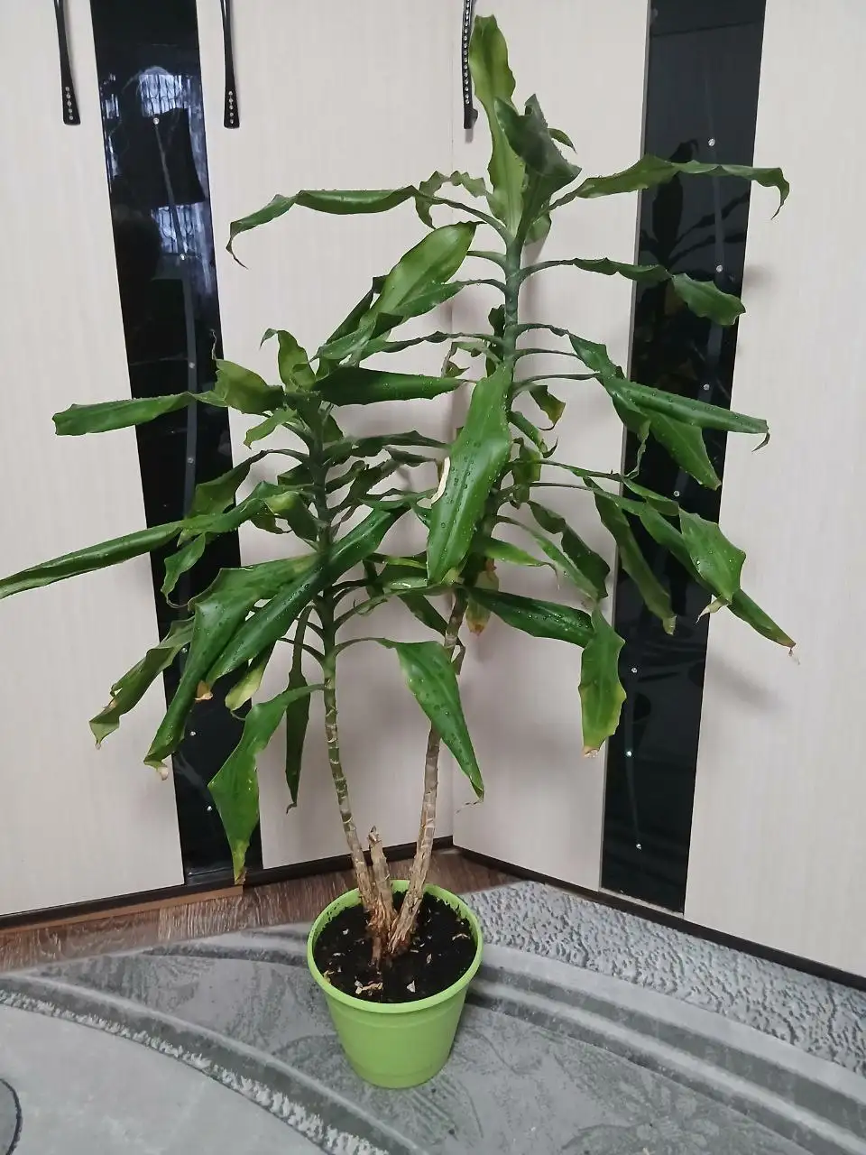 Продажа драцены с двумя верхушками - Хобби и отдых в Сургут