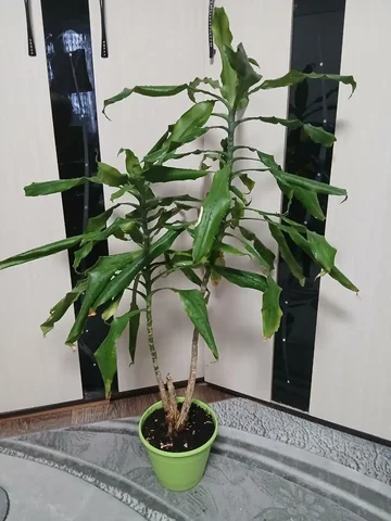 Продажа драцены с двумя верхушками - Лодки и водный транспорт в Сургут