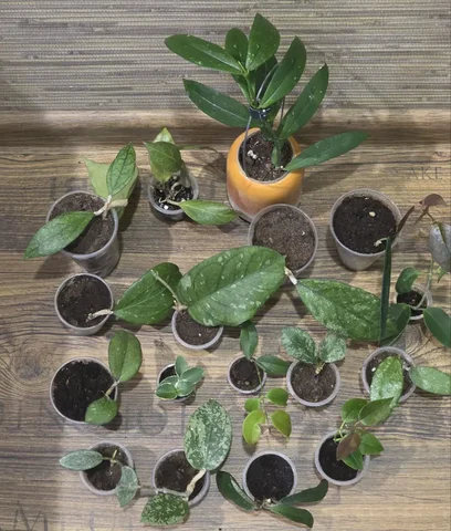 Укоренённые черенки хойи разных сортов - Лодки и водный транспорт в Сургут