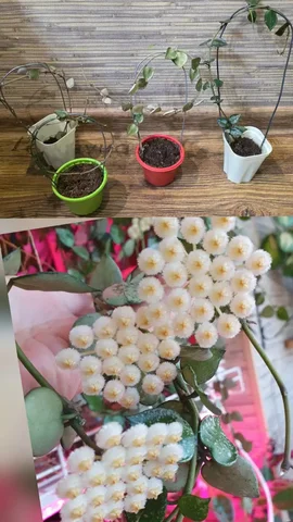 Крупные черенки хойи лакуноза эскимо с цветоносом - Лодки и водный транспорт в Сургут