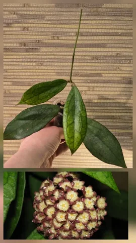 Укоренённый черенок хойи Дженифер - Творчество в Сургут