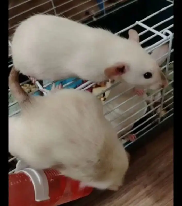 Крысята Дамбо - Грызуны (Животные) в Сургут