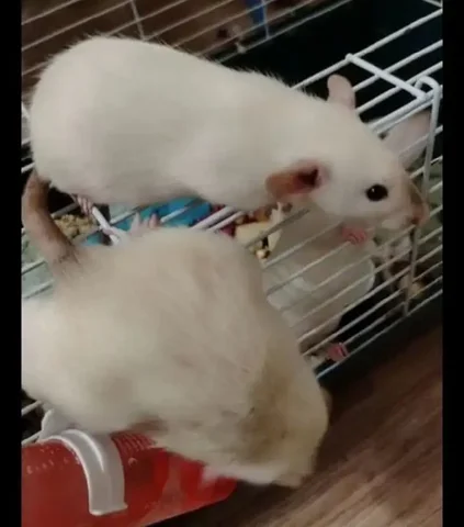 Крысята Дамбо - Собаки в Сургут