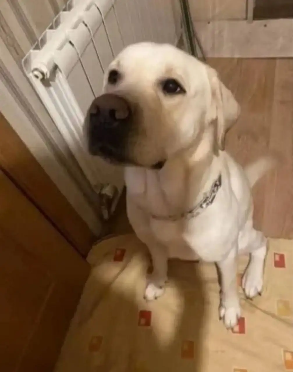 Лабрадор кобель 4 года нуждается в доме - Собаки (Животные) в Сургут