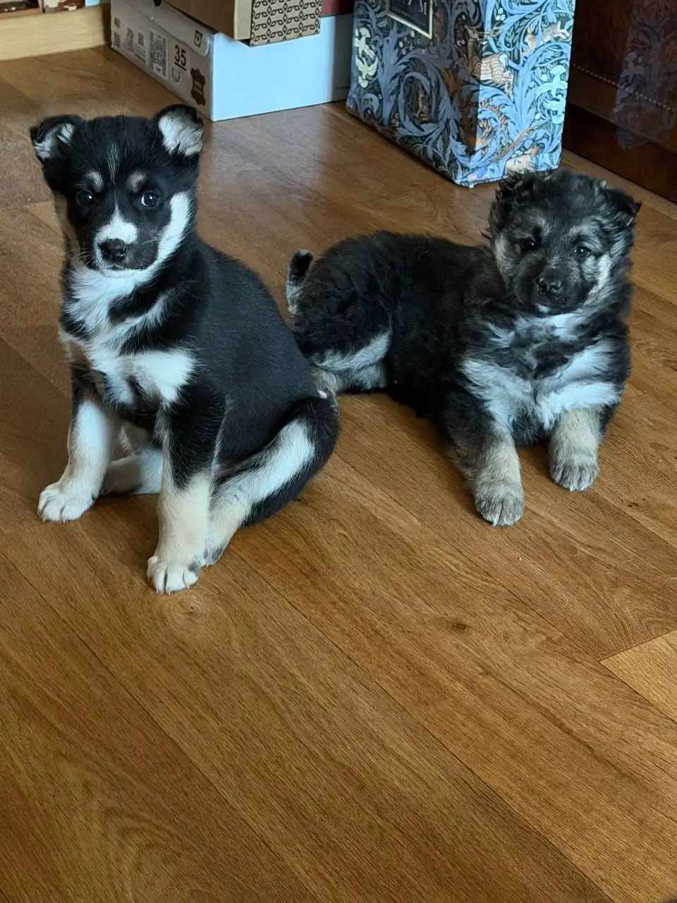 Две малышки ищут дом - Кошки (Животные) в Сургут