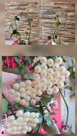 Хойя лакуноза эскимо черенки - Пасхальные угощения в Сургут