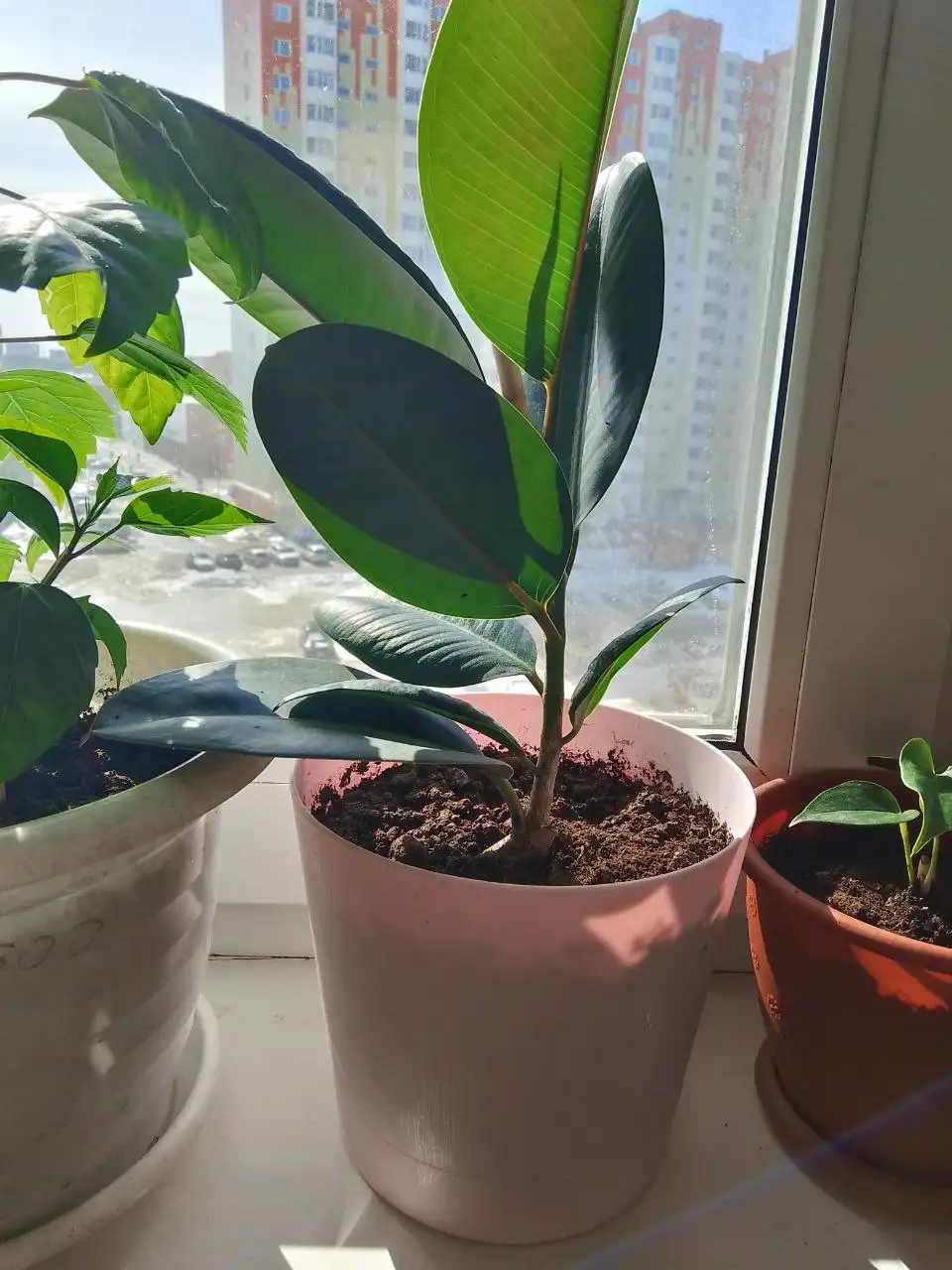 Фикус и Рео с горшками - Растения (Барахолка) в Сургут