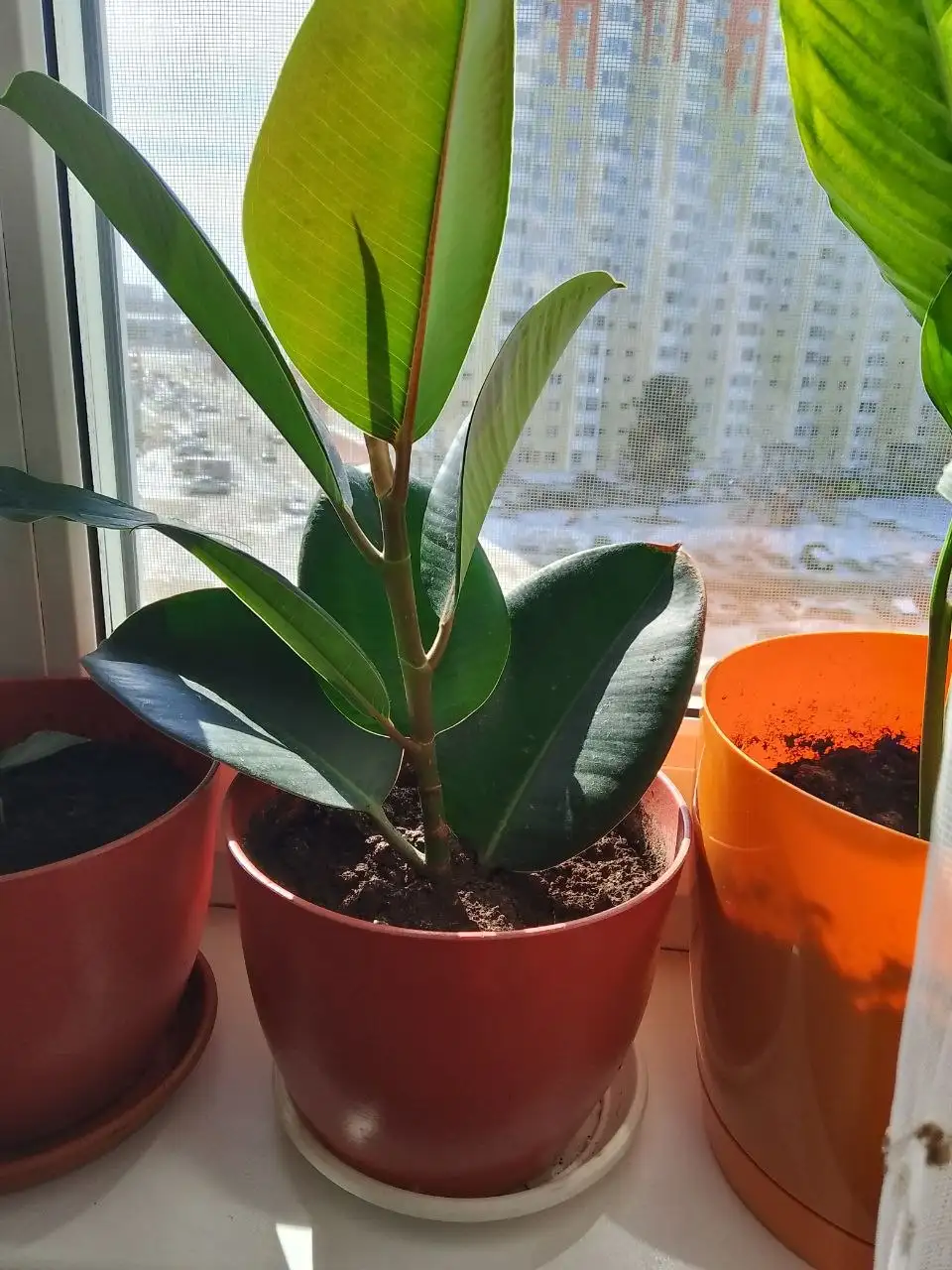 Фикус и Рео с горшками - Растения (Барахолка) в Сургут