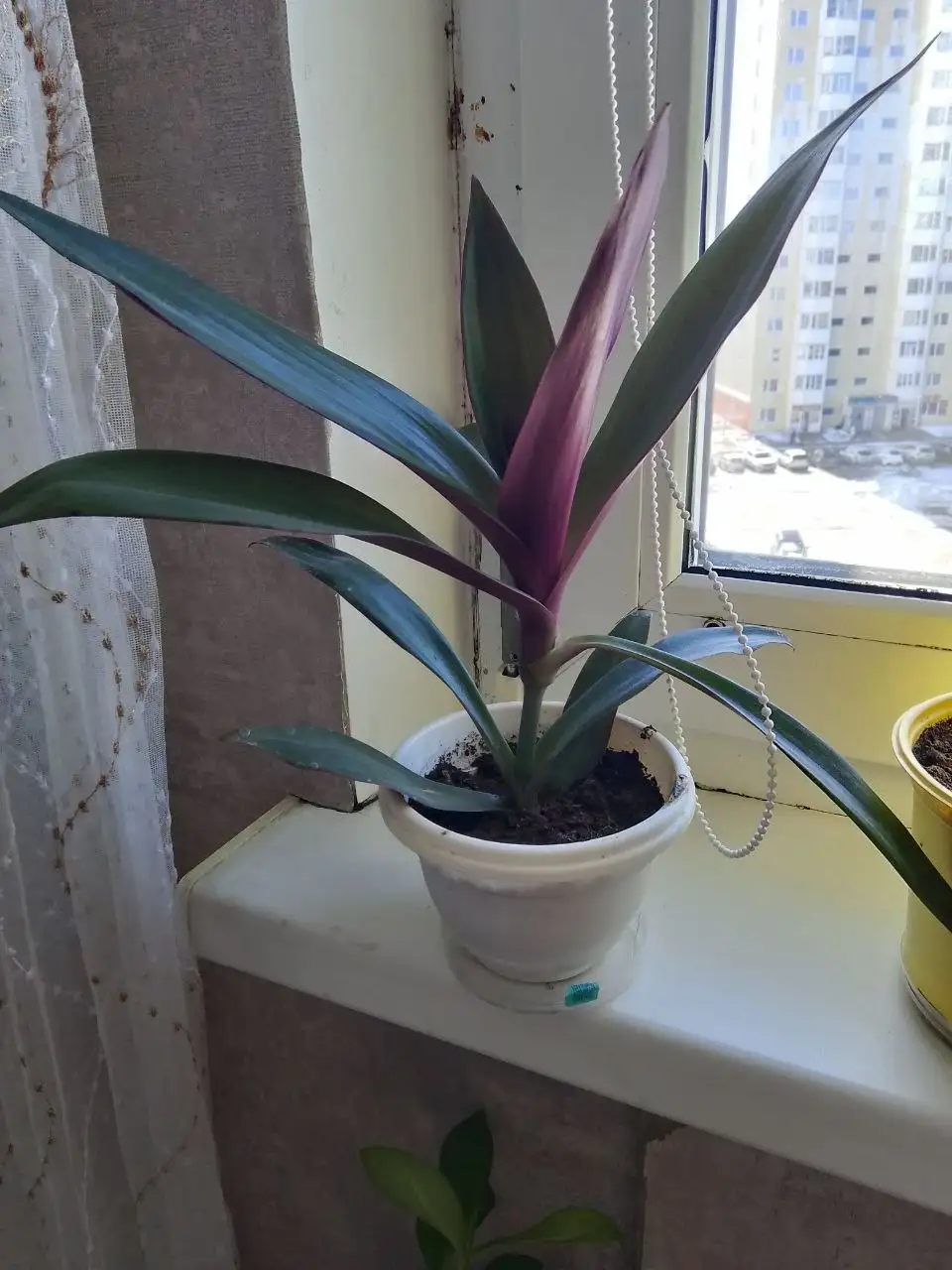 Фикус и Рео с горшками - Растения (Барахолка) в Сургут