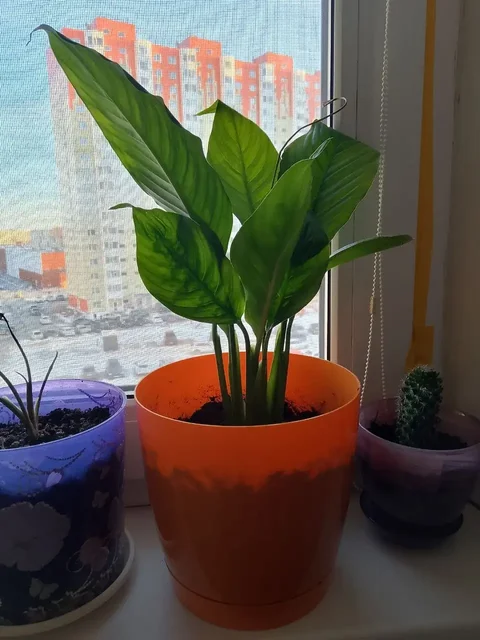 Продам растение с горшком - Мебель и предметы интерьера в Сургут