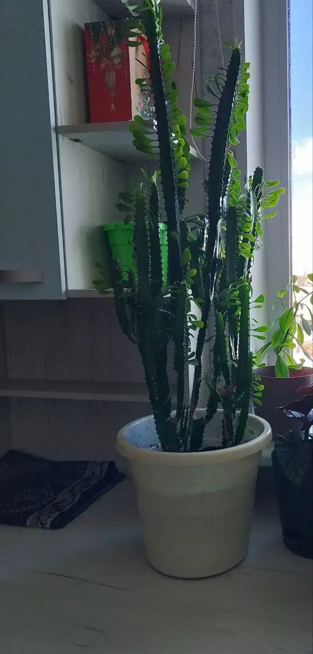 Продам растение с горшком - Для дома и дачи в Сургут