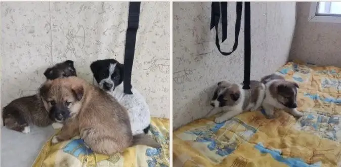 Щенки в добрые руки - Кошки и собаки (Животные) в Сургут