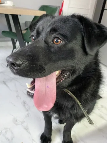 Добрый молодой собакен ищет дом - Помощь животным в Сургут