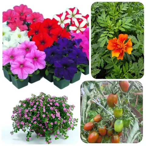 Рассада цветов и овощей - Сад и огород в Сургут