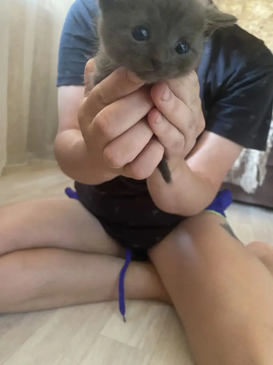 Отдам котят в добрые руки - Кошки (Животные) в Сургут