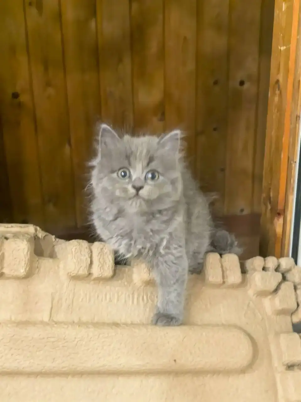 Продажа котят от сибирской кошки и британского кота - Кошки (Животные) в Сургут