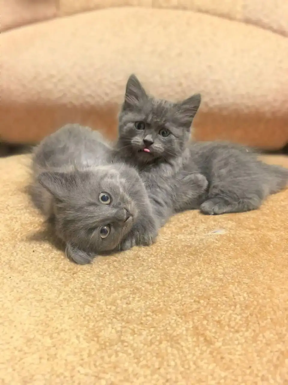 Продажа котят от сибирской кошки и британского кота - Кошки (Животные) в Сургут