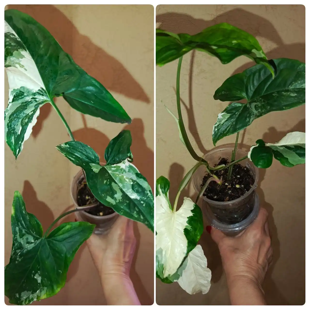 Сингониум Империал Вайт на фитильном поливе