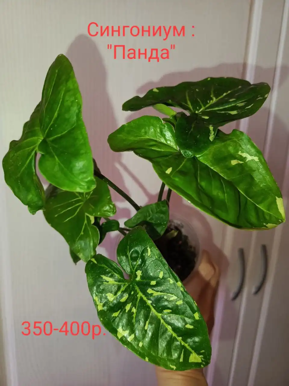 Растение на фитильном поливе