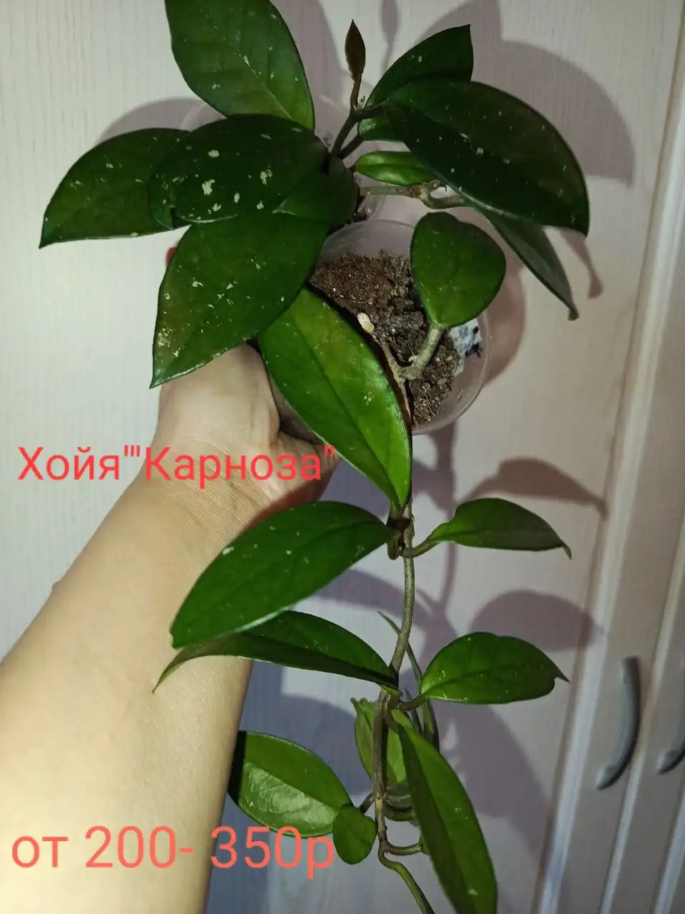 Объявления Сургут