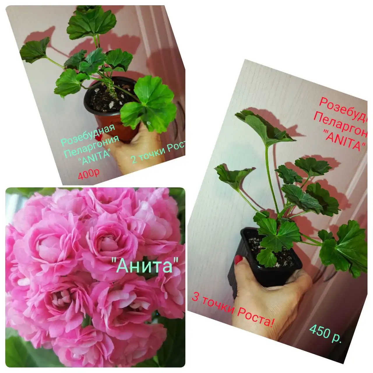 Кустики в транспортировочном горшке