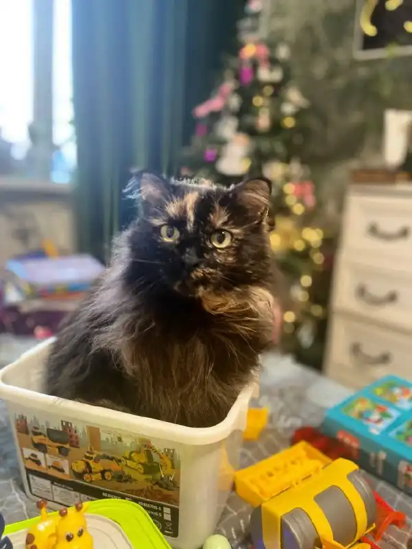 Пропала кошка в районе НГДУ