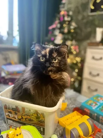 Пропала кошка в районе НГДУ - Животные в Сургут