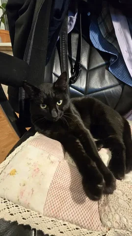 Пропал кот - Животные в Сургут