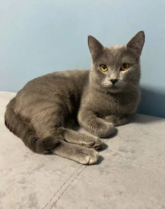 Отдам в добрые руки