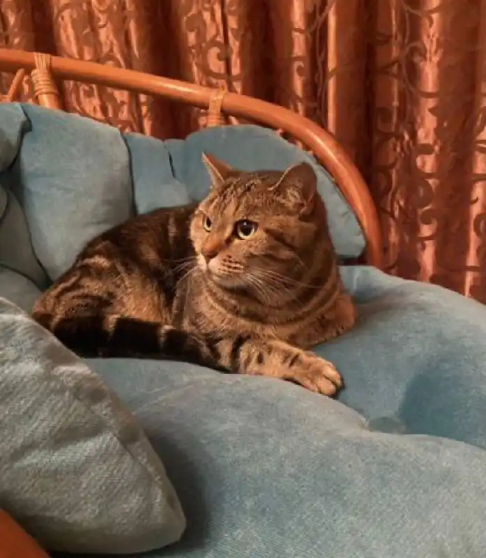 Отдам в добрые руки