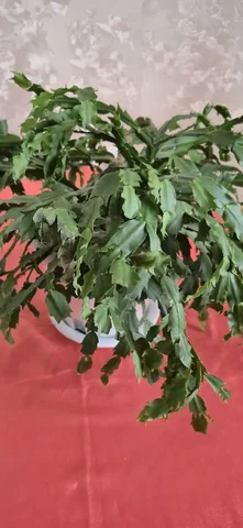 Декабрист - частное объявление в Сургут