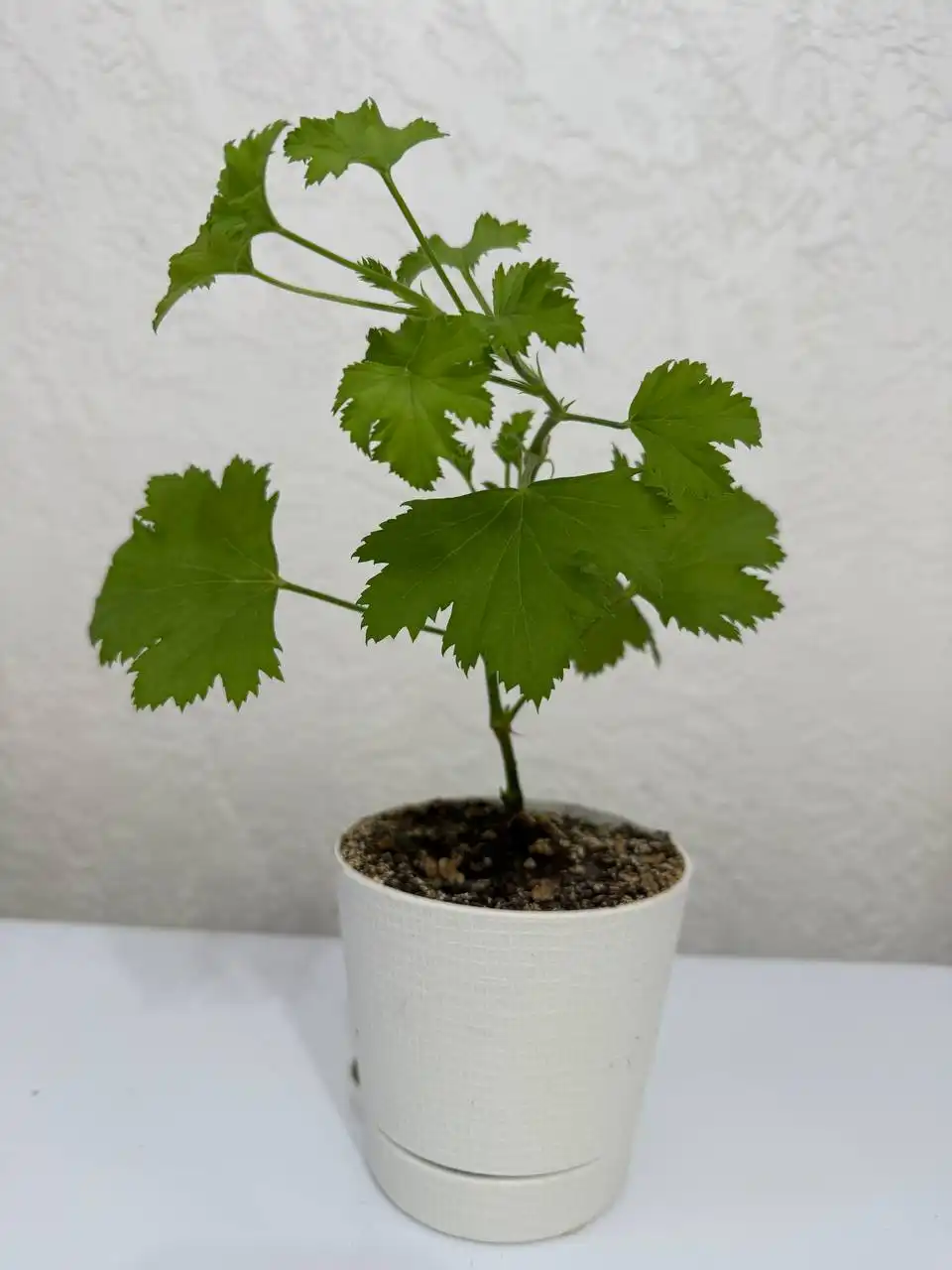 Продажа комнатных растений в Сургуте