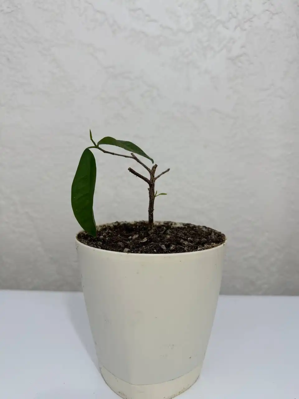 Продажа комнатных растений в Сургуте