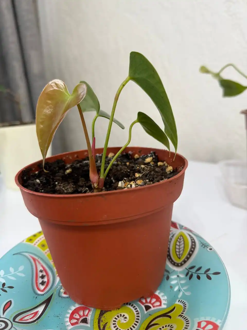 Продажа комнатных растений в Сургуте