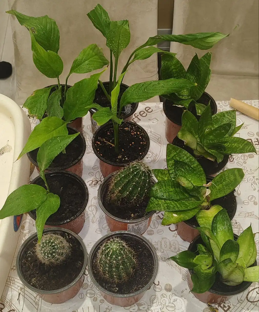 Отдам за шоколадку в Сургуте