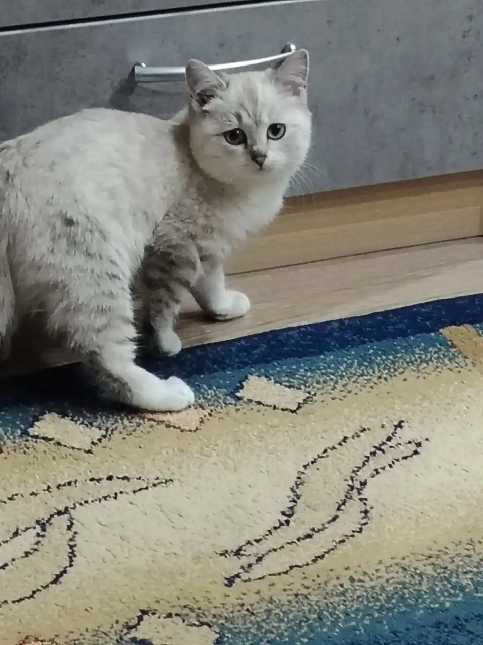 Котёнок девочка 4,5 месяца с аксессуарами