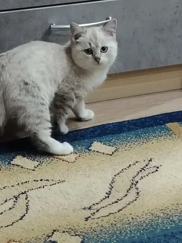 Котёнок девочка 4,5 месяца с аксессуарами - Животные в Сургут