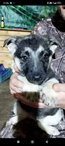 Щенок восточно-европейской овчарки - Животные в Сургут