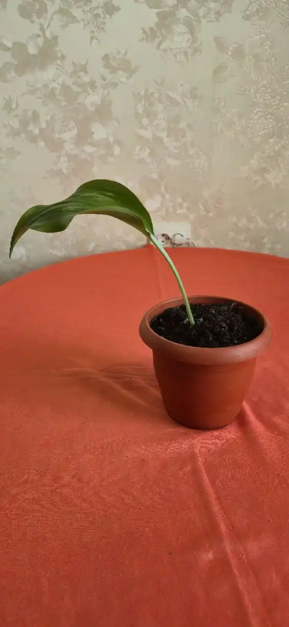 Эухарис в районе Камертон