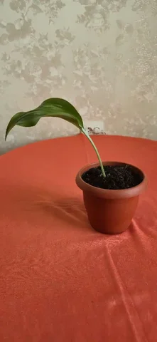 Эухарис в районе Камертон - частное объявление в Сургут