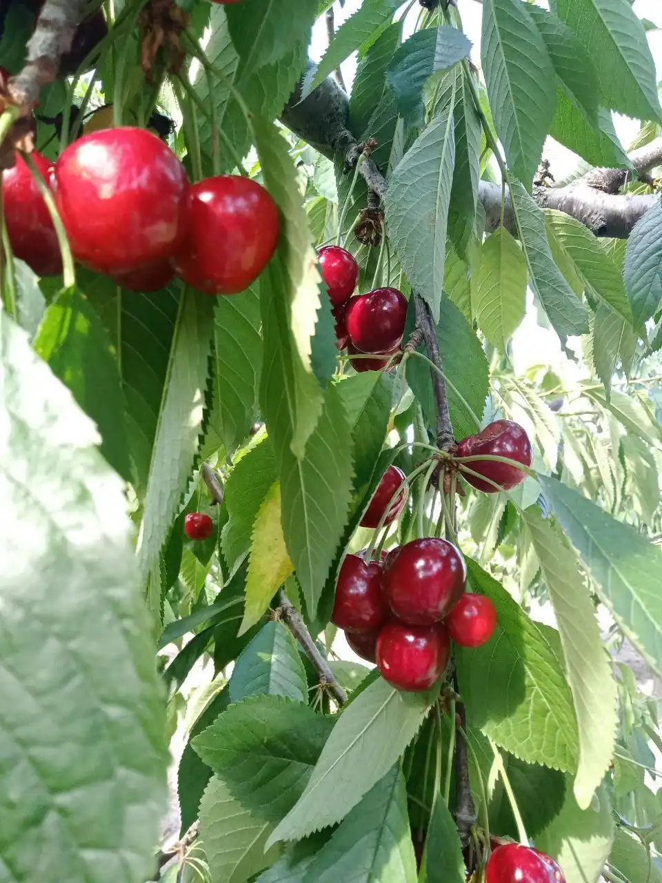 Продам молодой сад черешни 0,5 гектар - Земля (Недвижимость) в Кирилловка