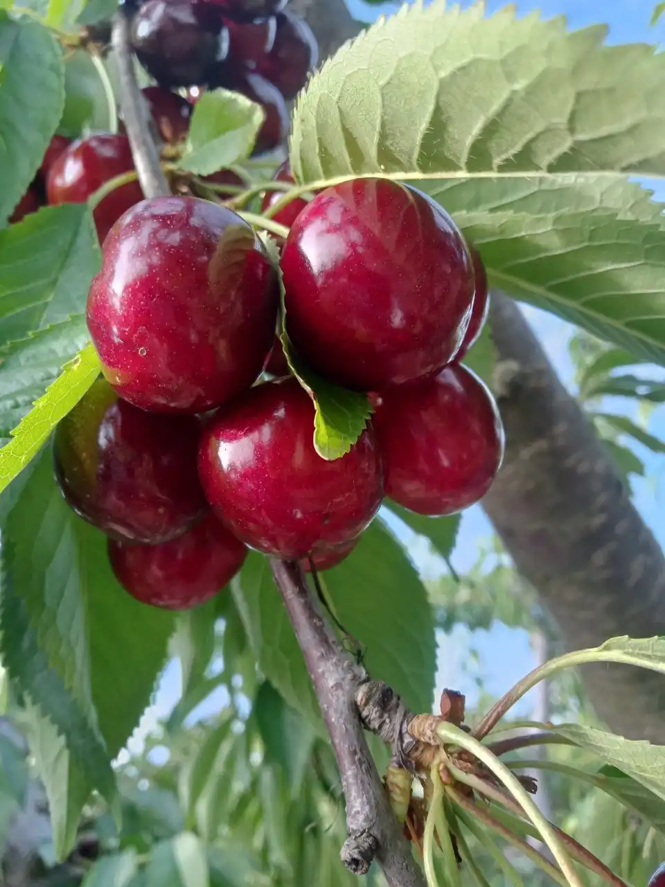 Продам молодой сад черешни 0,5 гектар - Земля (Недвижимость) в Кирилловка