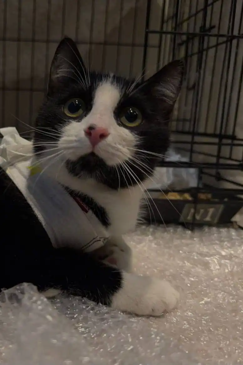 Стерилизованная кошечка до 1 года ищет хозяев