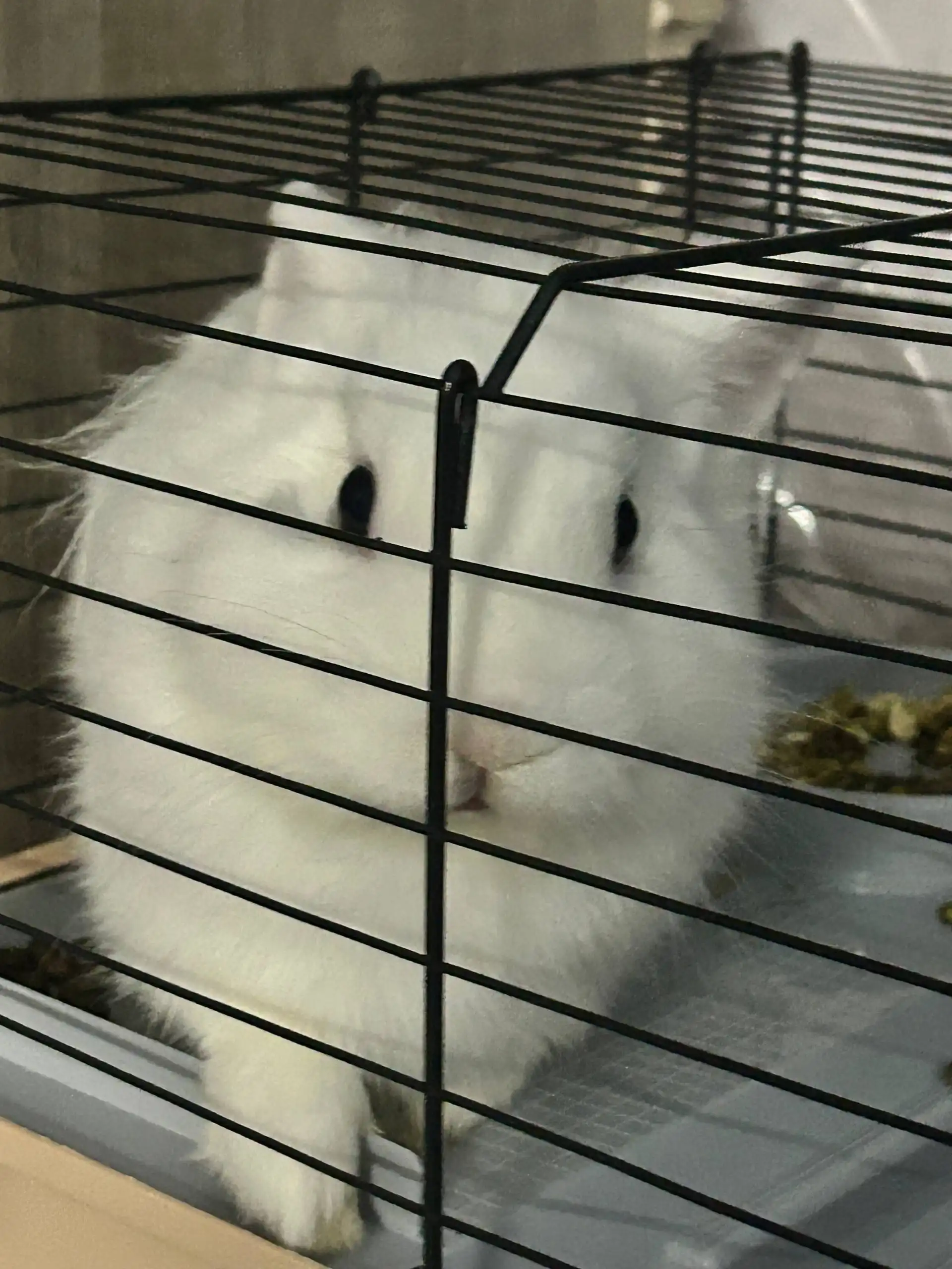 Продажа декоративного кролика с аксессуарами