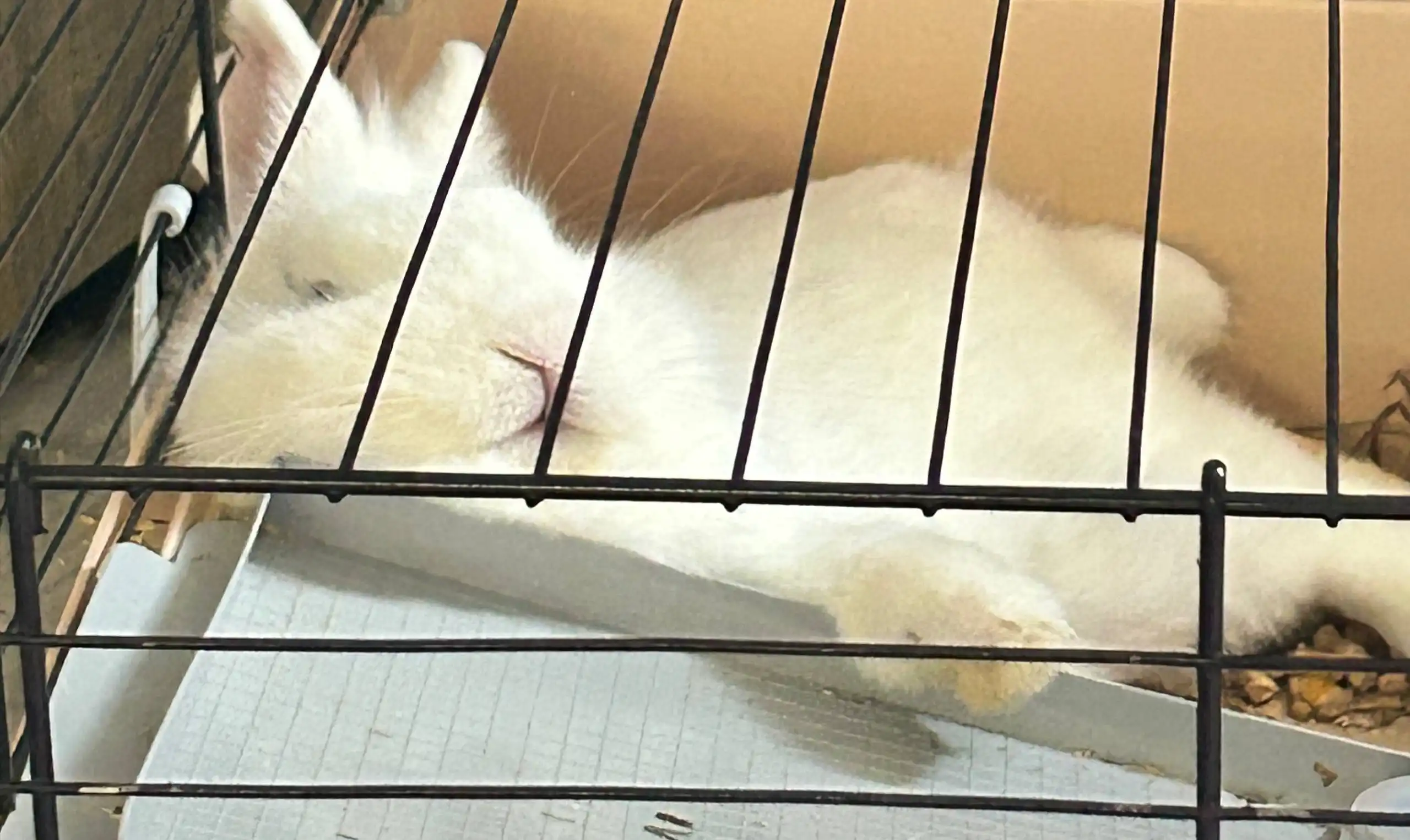 Продам декоративного кролика с аксессуарами