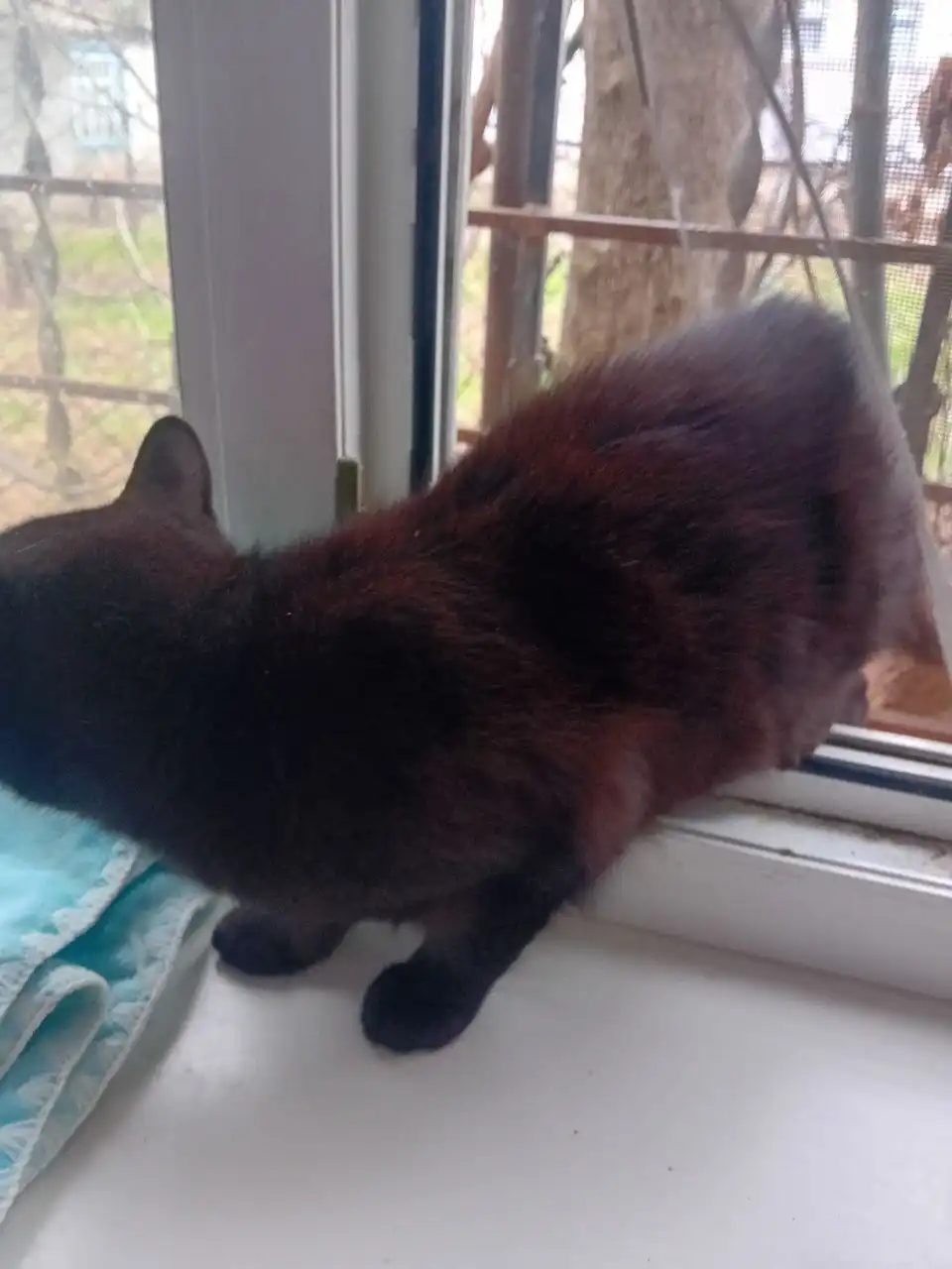 Котенок в добрые руки